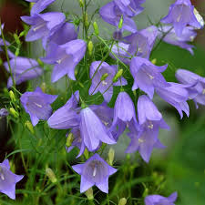 Attēlu rezultāti vaicājumam “Campanula rotundifolia”