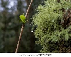 Attēlu rezultāti vaicājumam “Usnea subfloridana”