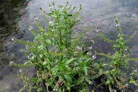 Attēlu rezultāti vaicājumam “Veronica anagallis-aquatica fruit”