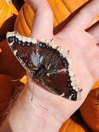 Attēlu rezultāti vaicājumam “Nymphalis antiopa”