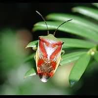 Attēlu rezultāti vaicājumam “Elasmostethus interstinctus”