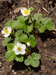 Attēlu rezultāti vaicājumam “Fragaria vesca flower”