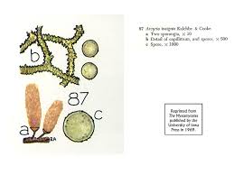 Attēlu rezultāti vaicājumam “Arcyria minuta stalked”