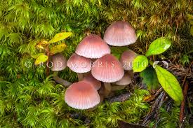 Attēlu rezultāti vaicājumam “Trichia alpina young”