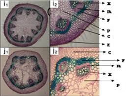 Attēlu rezultāti vaicājumam “Geranium pyrenaicum leaf”
