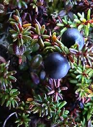 Attēlu rezultāti vaicājumam “Empetraceae”