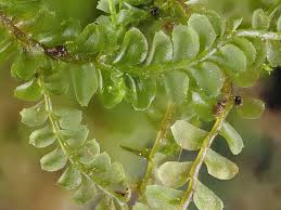 Attēlu rezultāti vaicājumam “Plagiochila porelloides sporophyte”