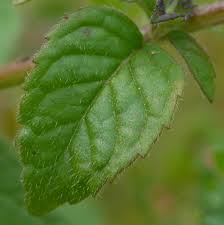 Attēlu rezultāti vaicājumam “Mentha x verticillata leaf”