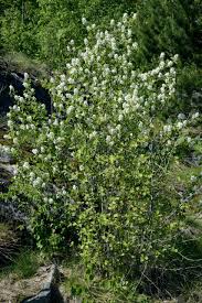 Attēlu rezultāti vaicājumam “Amelanchier spicata”