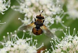 Attēlu rezultāti vaicājumam “Alloeotomus sp.”