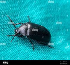 Attēlu rezultāti vaicājumam “Prionychus ater”