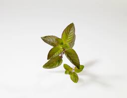 Attēlu rezultāti vaicājumam “Mentha x piperita leaf”