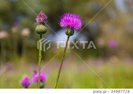 Attēlu rezultāti vaicājumam “Cirsium heterophyllum flower”