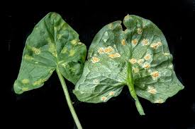 Attēlu rezultāti vaicājumam “Puccinia sessilis”