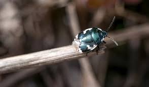Attēlu rezultāti vaicājumam “Tritomegas bicolor nymph”