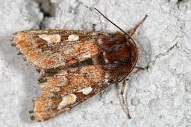 Attēlu rezultāti vaicājumam “Panolis flammea”