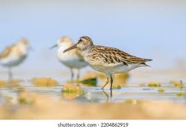 Attēlu rezultāti vaicājumam “Calidris falcinellus adult”