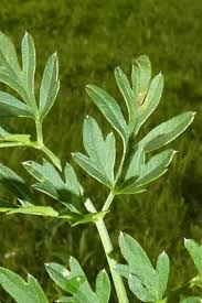 Attēlu rezultāti vaicājumam “Selinum carvifolia”