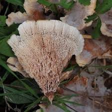 Attēlu rezultāti vaicājumam “Abortiporus biennis”