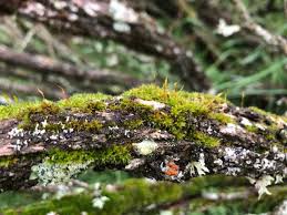 Attēlu rezultāti vaicājumam “Syntrichia papillosa”