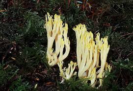 Attēlu rezultāti vaicājumam “Lentaria epichnoa”