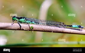 Attēlu rezultāti vaicājumam “Coenagrion armatum”