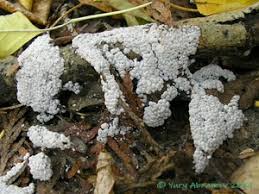 Attēlu rezultāti vaicājumam “Didymium crustaceum”