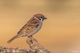 Image result for Passer montanus