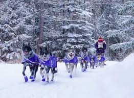 Image result for Team Ice Fire British Sled Dog Racing Team