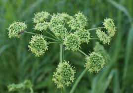 Image result for Heracleum sphondylium