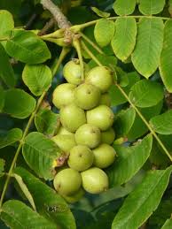 Attēlu rezultāti vaicājumam “Juglans ailanthifolia”