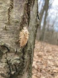Attēlu rezultāti vaicājumam “Akanthomyces aculeatus”
