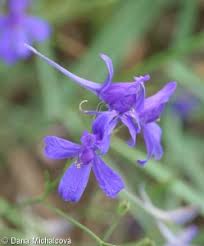 Attēlu rezultāti vaicājumam “Consolida regalis bud”