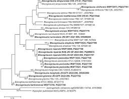 Attēlu rezultāti vaicājumam “Biscogniauxia repanda”