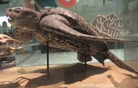 Image result for Dermochelys coriacea