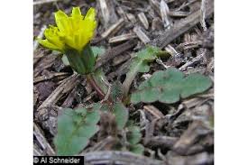 Attēlu rezultāti vaicājumam “Taraxacum officinale aggr. leaf”