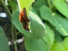 Attēlu rezultāti vaicājumam “Aphelia paleana larva”