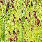 Attēlu rezultāti vaicājumam “Carex davalliana”