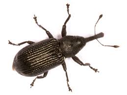 Attēlu rezultāti vaicājumam “Magdalis sp.”