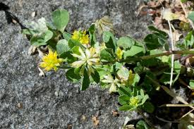 Attēlu rezultāti vaicājumam “Trifolium dubium”