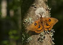 Attēlu rezultāti vaicājumam “Aglia tau”