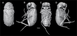 Attēlu rezultāti vaicājumam “Ptinus sp. male”