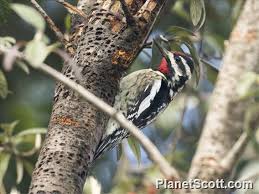 Image result for Sphyrapicus varius