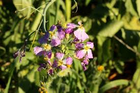 Attēlu rezultāti vaicājumam “Raphanus sativus flower”