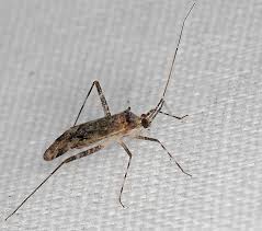 Attēlu rezultāti vaicājumam “Phytocoris longipennis”