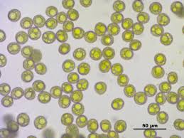 Attēlu rezultāti vaicājumam “Bryum pallescens”