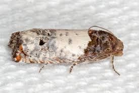 Attēlu rezultāti vaicājumam “Epiblema grandaevana”