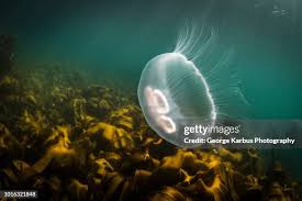 Attēlu rezultāti vaicājumam “Aurelia aurita”