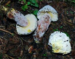 Attēlu rezultāti vaicājumam “Hypomyces chrysospermus”