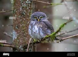 Attēlu rezultāti vaicājumam “Glaucidium passerinum”